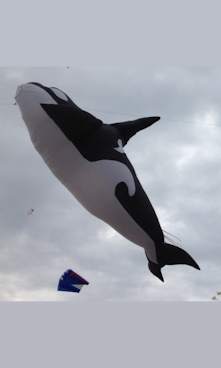 Kite